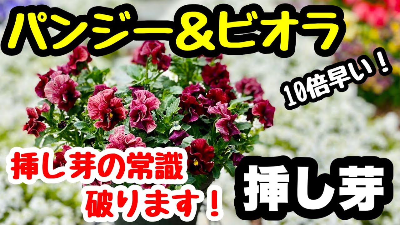 ■10倍早い！『挿し芽の常識』破ります！パンジー＆ビオラの超時短な挿し芽🌱