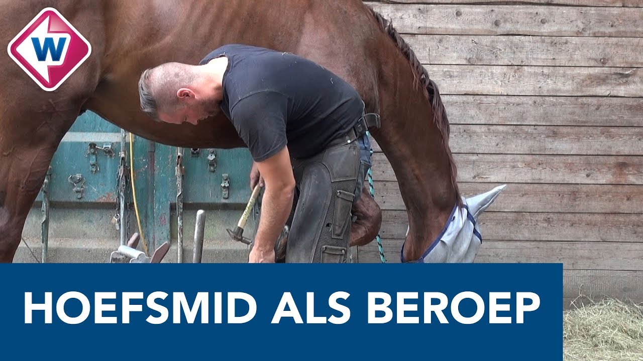 Hoefsmid Stephan knipt 'teennagels' van paarden: 'Het mooiste beroep' - OMROEP WEST