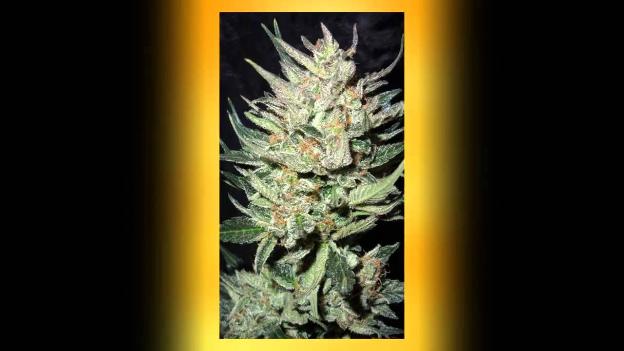 Autoflower Center`s  Top 5 Autoflowers!