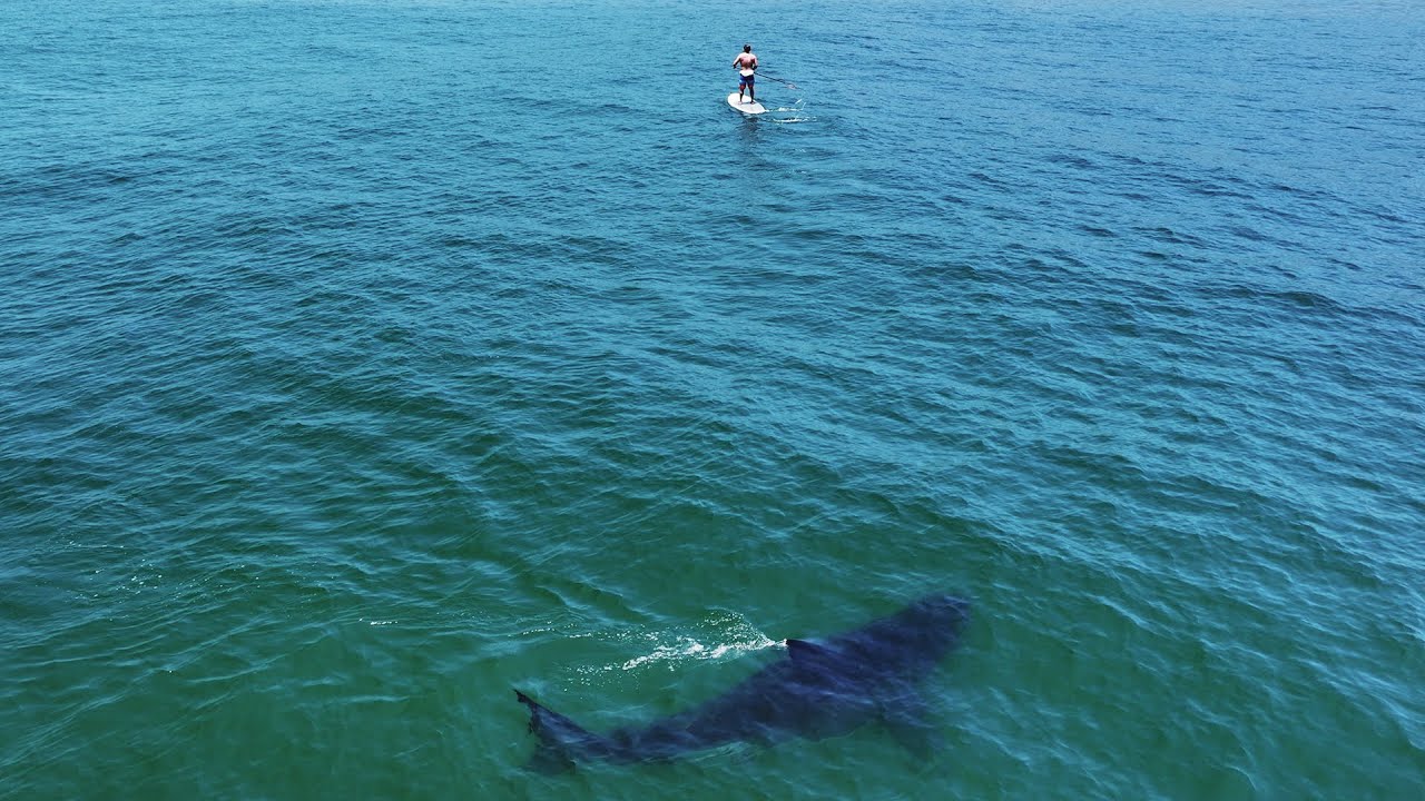 Why It Feels Like Sharks Are Suddenly Everywhere