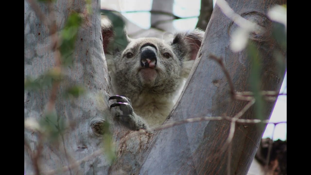 The Koala Song