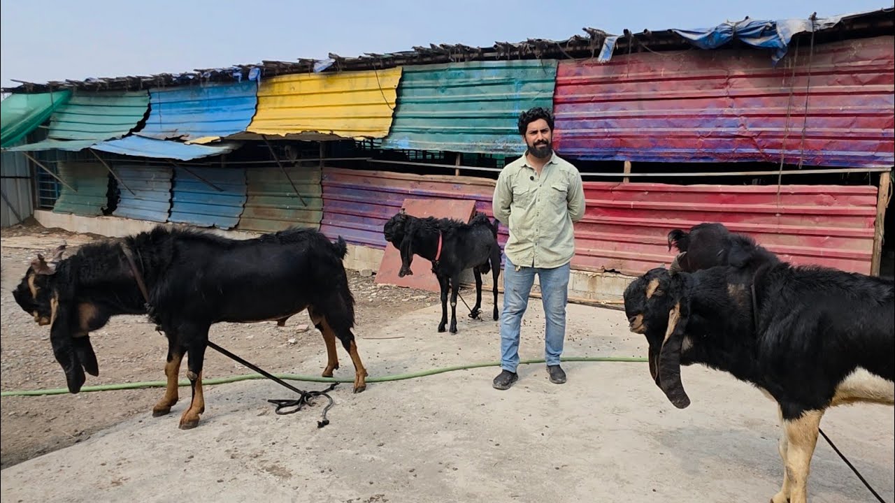 Full Tour And Introduction Of Khan's Goat Farm Mumbra | Palai Space And Results. 
