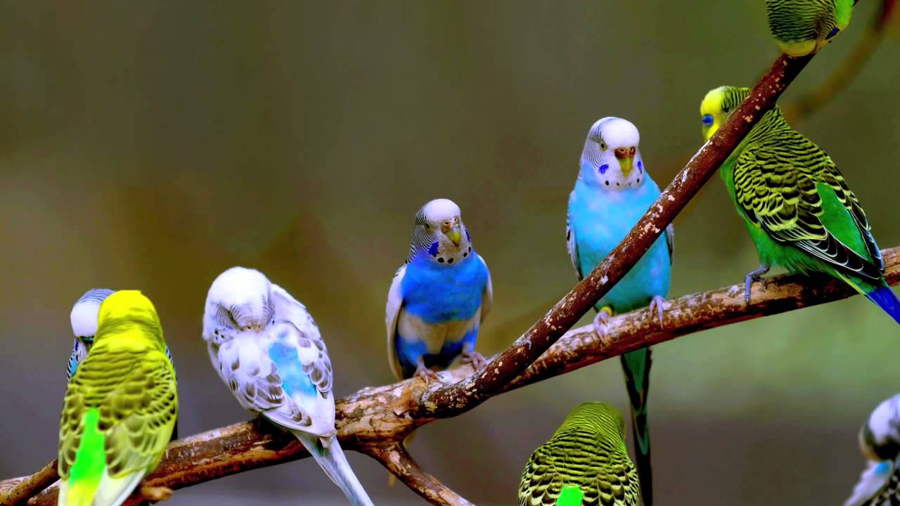 Budgie Sounds (10 Hours)