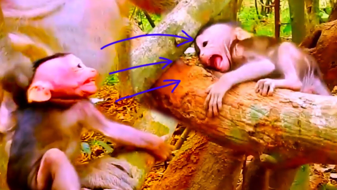 Heartwarming Rescue: Baby Monkey Finds Safety After Tough Times, When Innocence Calls in Distress