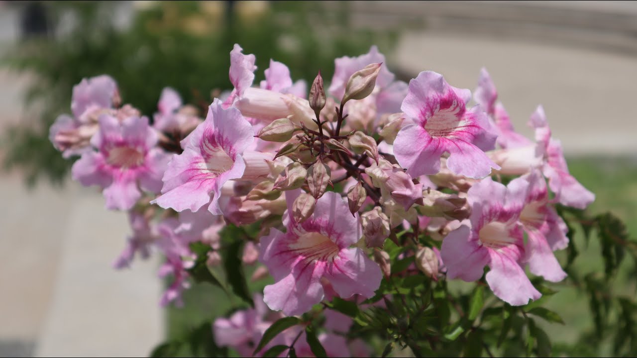 Cuidados de la Podranea ricasoliana - Bignonia rosada - Arbusto de Pandora - Pink trumpet vine