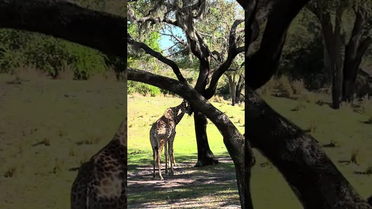 Walt Disney world (animal journey)￼
