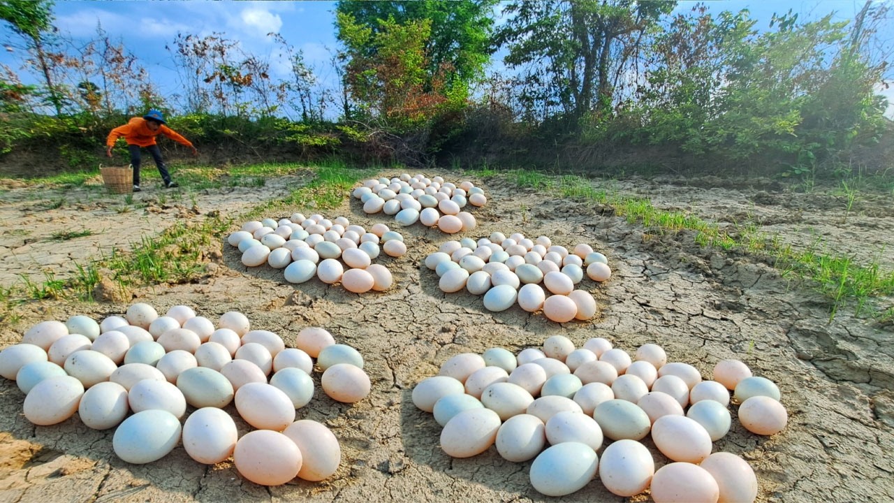 amazing! pick a lot of eggs on the hive under a tree pick by hand