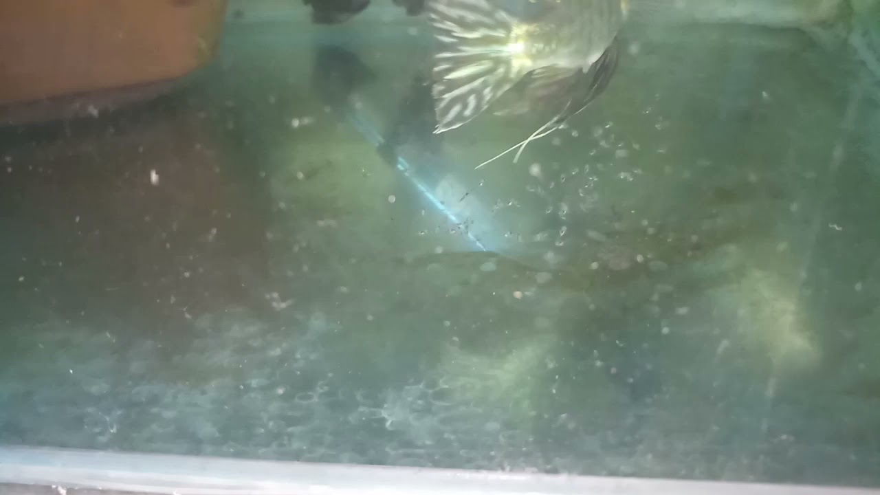 Redheadtopajo Geophagus fish breeding 14 days update