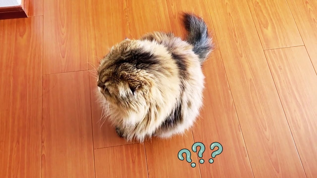 ごはん欲しがるのあげないでみた