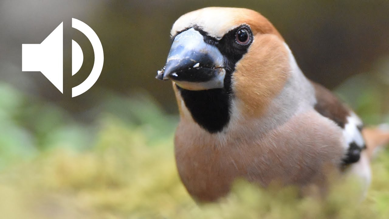 Chant du Grosbec casse-noyaux | Hawfinch Bird sound