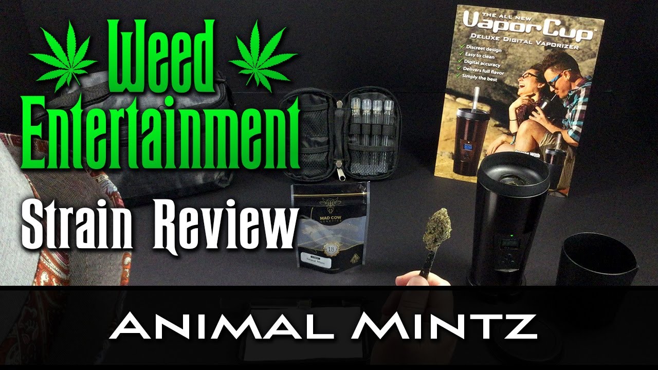 Animal Mintz - Hybrid - by Mad Cow - Strain Review - from Dr Greenthumbs, Sylmar Ca
