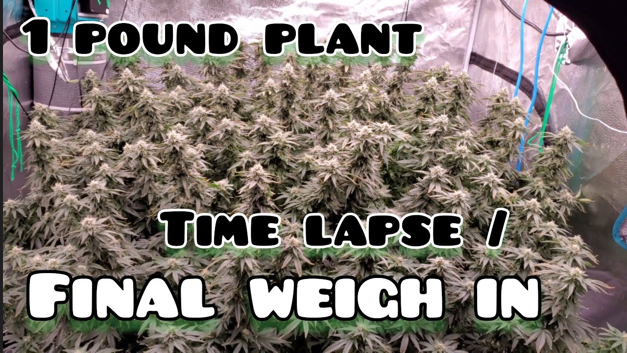 1 POUND PLANT FINAL WEIGH IN !!  and Time lapse under the Mars Hydro FC-E6500 , RECORD BREAKING!!!