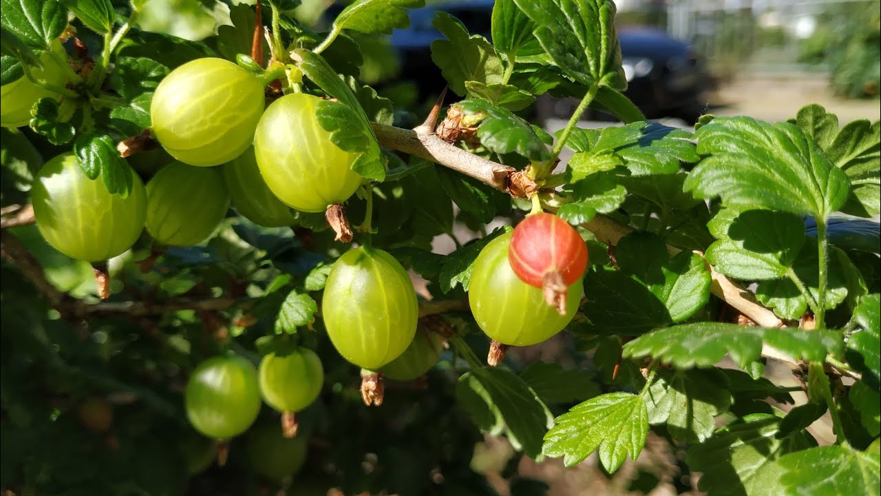 First ripish Gooseberries (Ribes uva-crispa) in Germany - reife Stachelbeeren Ende April