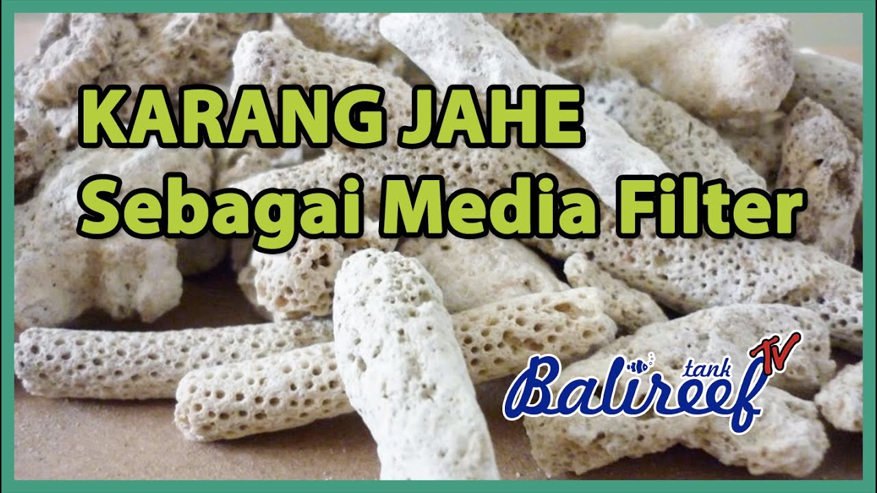Karang jahe sebagai media filtrasi aquarium air laut