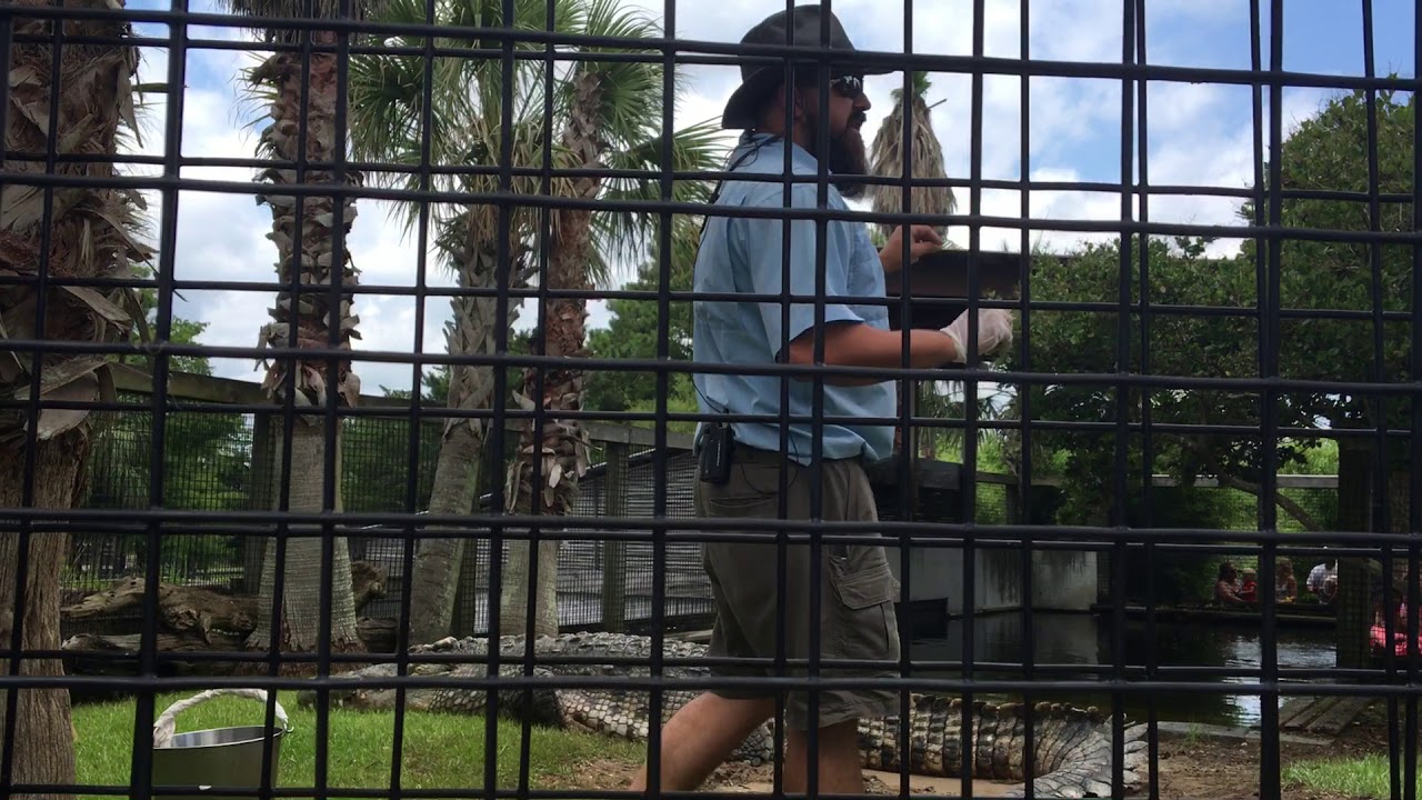 Alligator Adventure Utan feeding Myrtle Beach, South Carolina