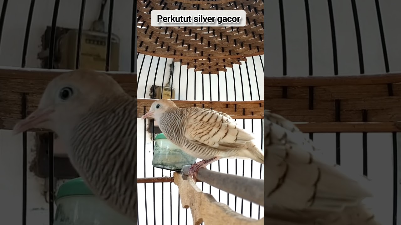 Perkutut silver gacor