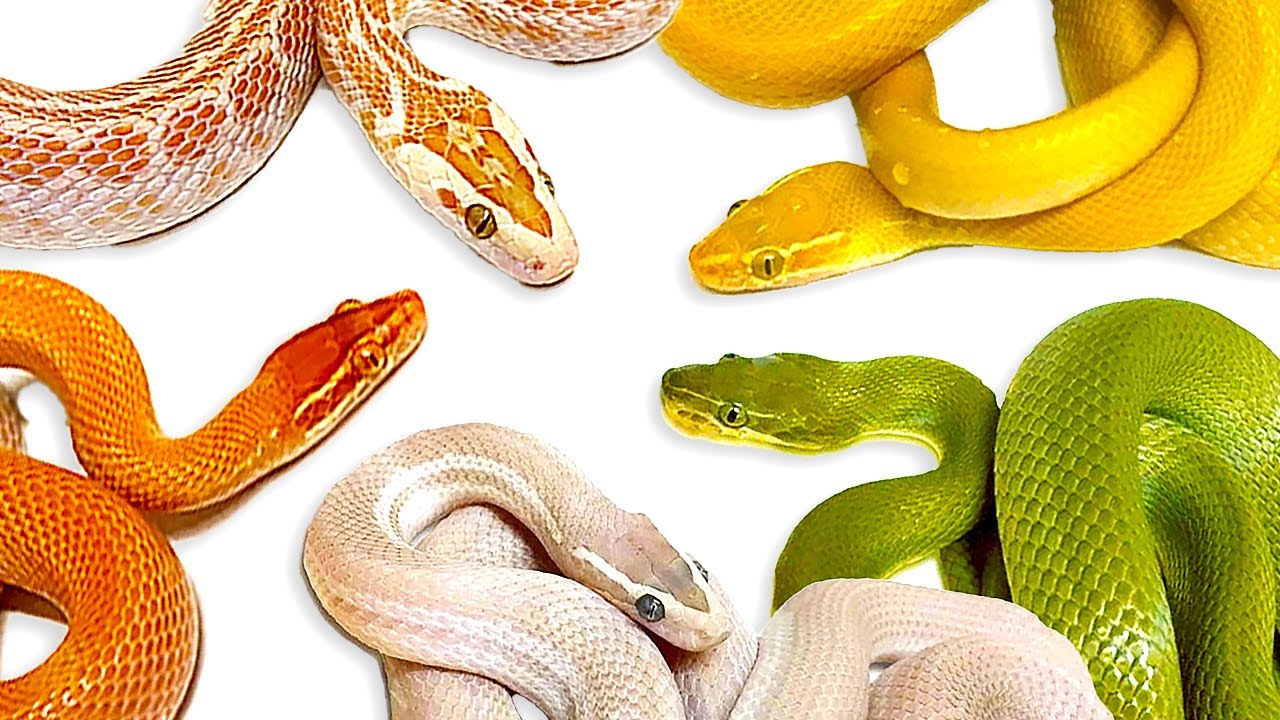 CRAZY African House Snake Tour с лучшей экзотикой