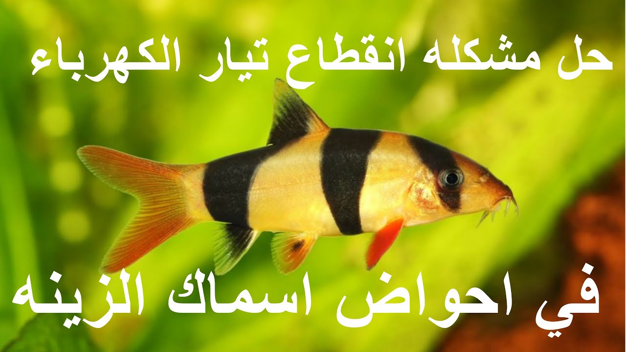 حل مشكله انقطاع الكهرباء في احواض اسماك الزينه