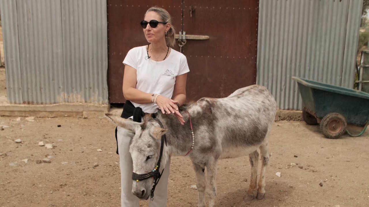 Crete: Loving Donkeys
