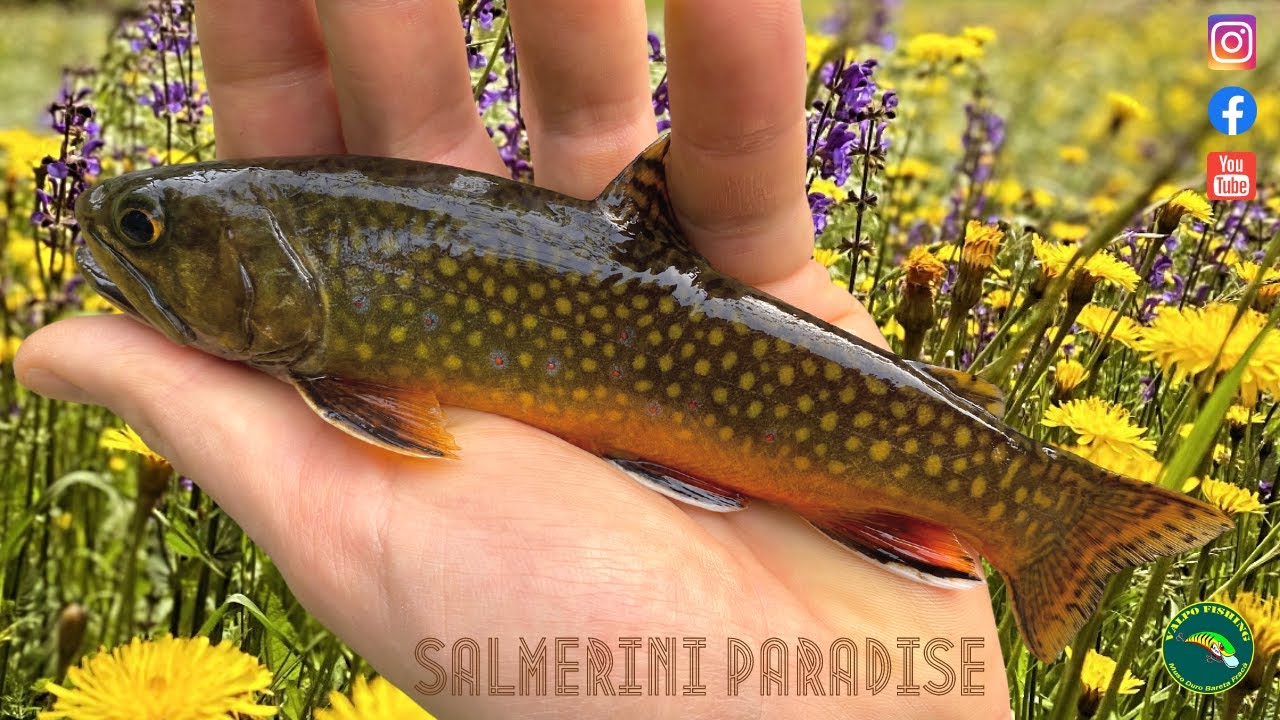Salmerini sul fiume Chiese   HD 1080p
