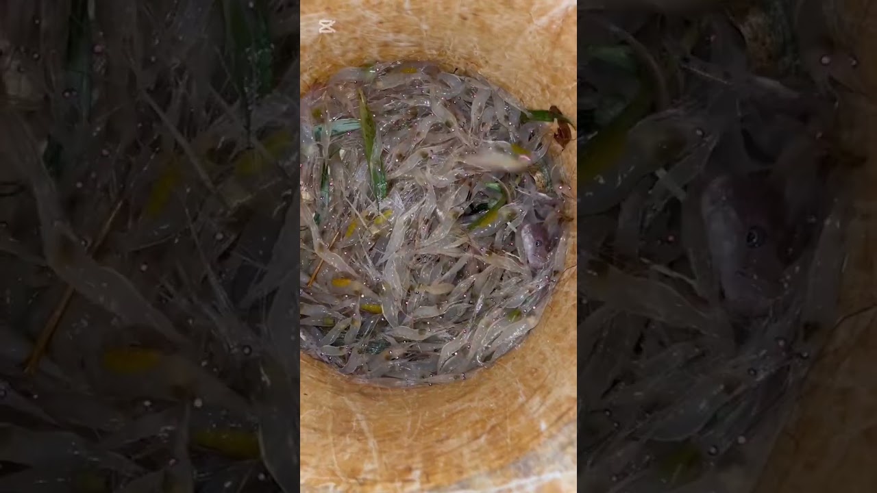 Pagkuha ng hipon(jumping salad sa Cagayan river) #buhayprobinsya  #buhaymangingisda 