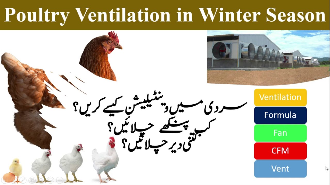 Poultry Ventilation in Winter | Minimum Ventilation formula in 2021