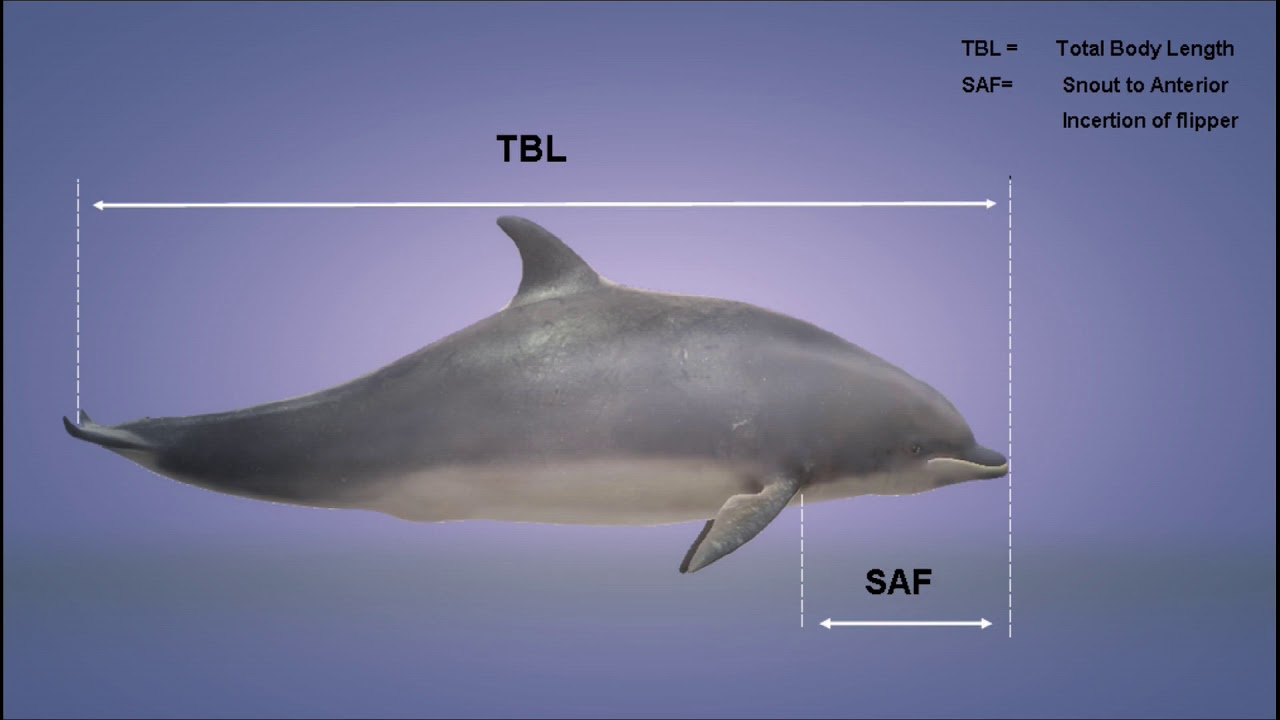 Morphometric