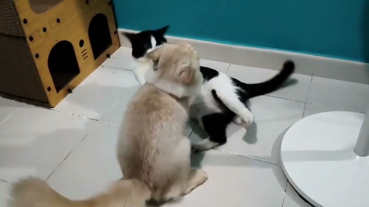 Their love language is Wrestling 😂 #catvideos #kucing #catwrestling #cat #siblinggoals 