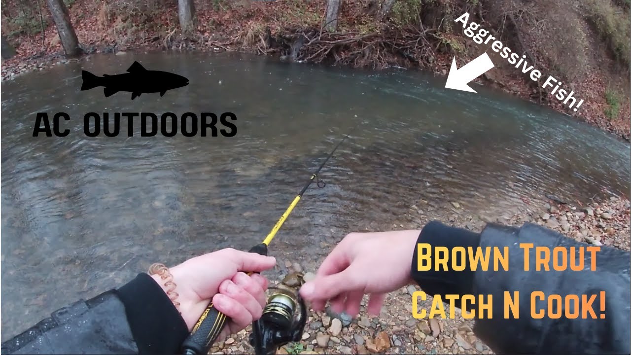 BROWN TROUT CATCH AND COOK! (TASTY)
