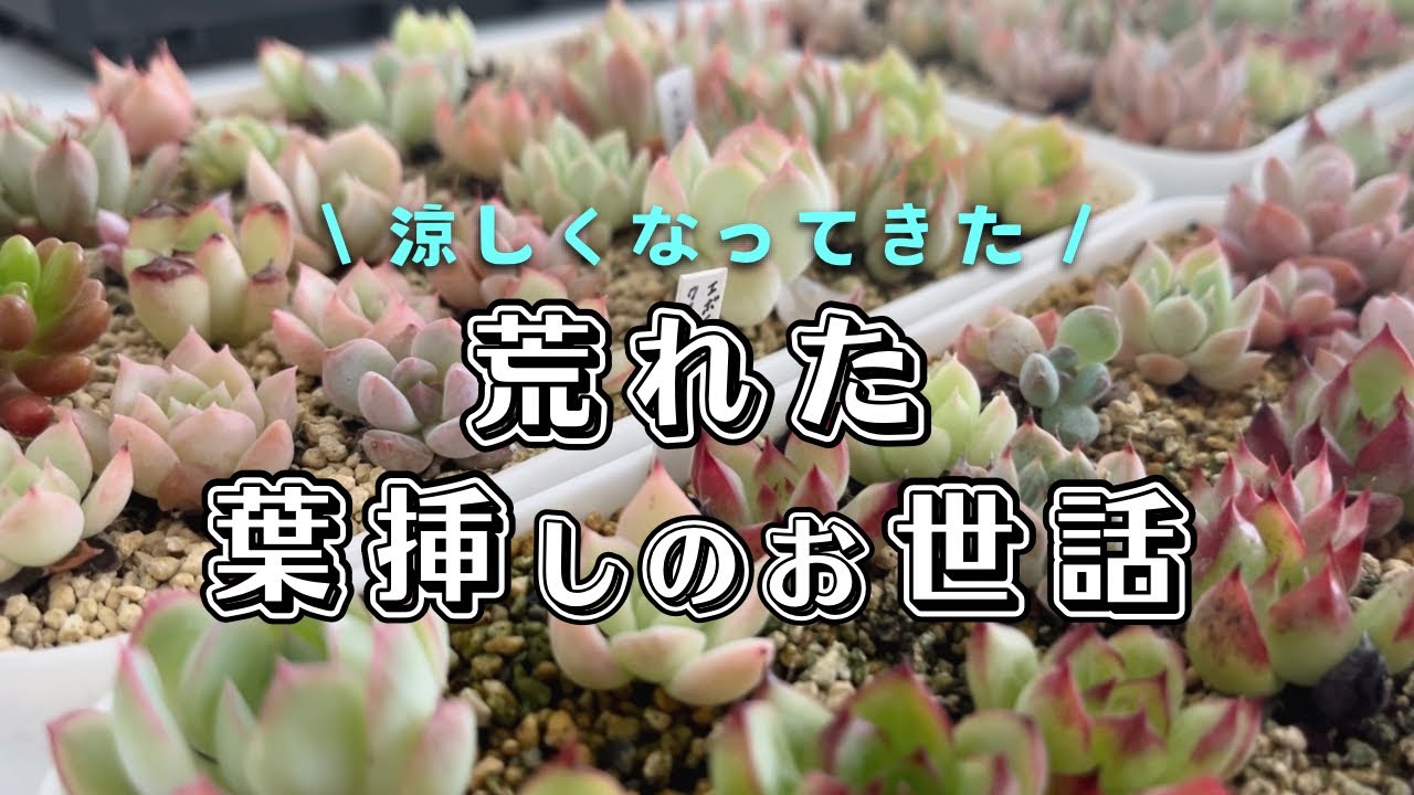 荒れ果てた葉挿し畑の整えから多肉事再開 | 多肉植物 | ガーデニング