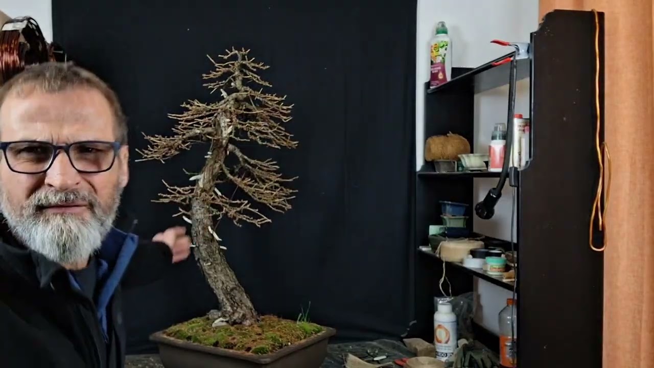 Корекція або чергове моделювання Модрини