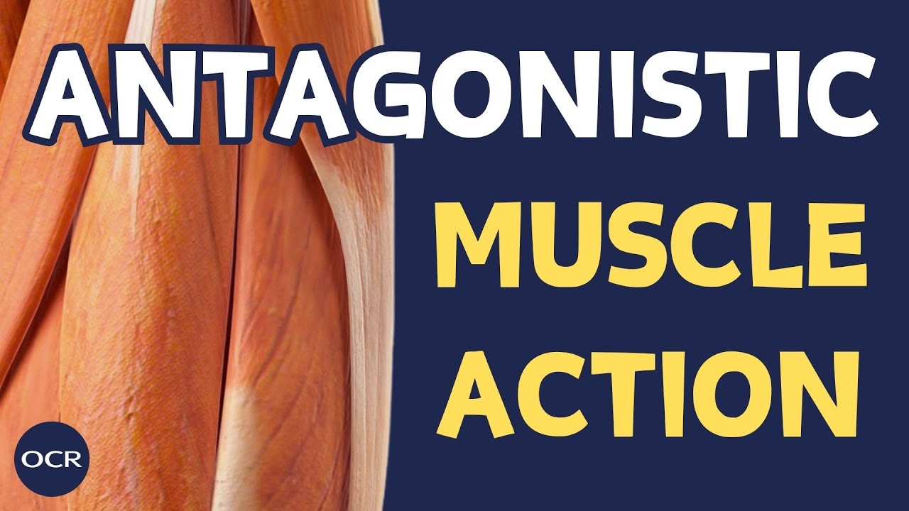 Roles of muscles in movement - OCR GCSE PE - Muscular System (1.2)