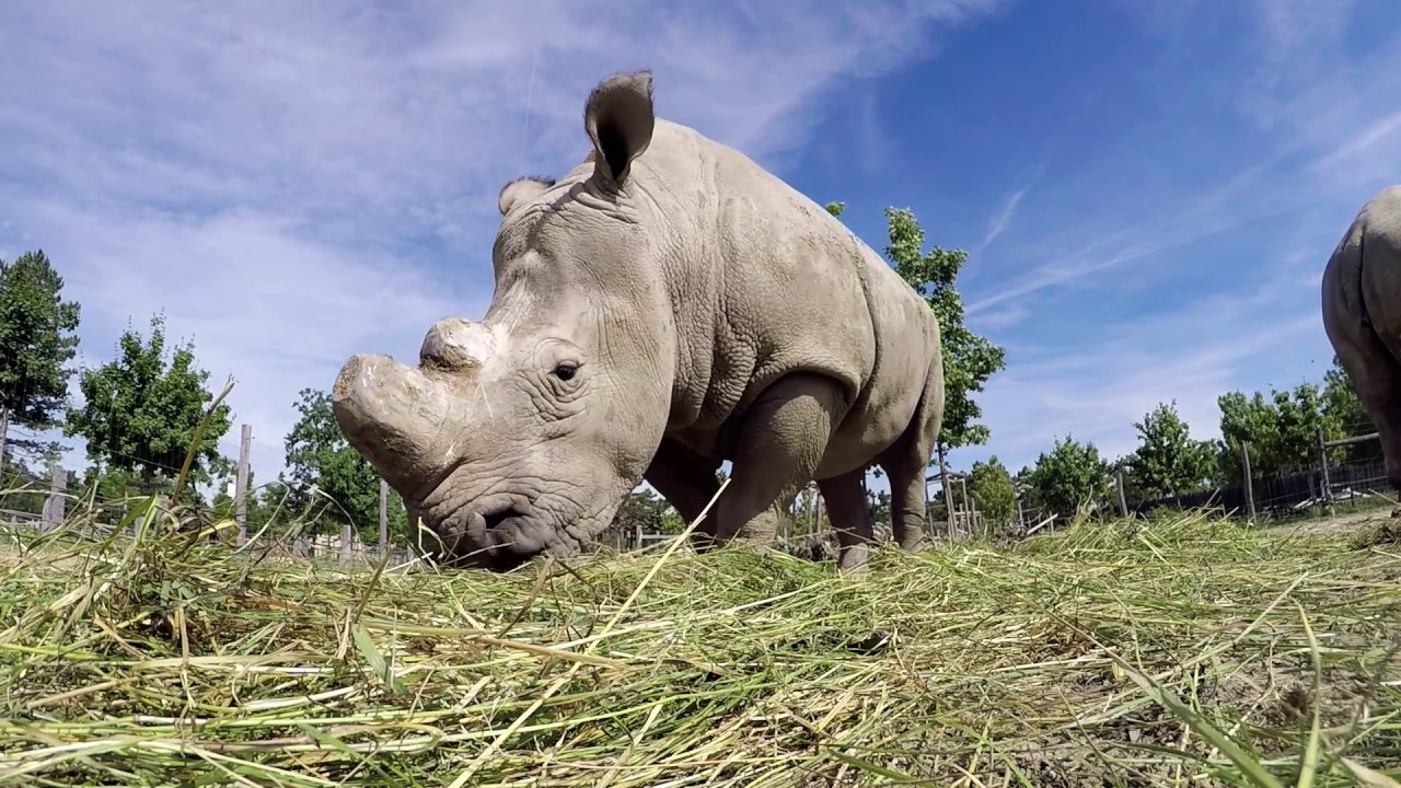 Afrika-kifutó a Veszprémi Állatkertben