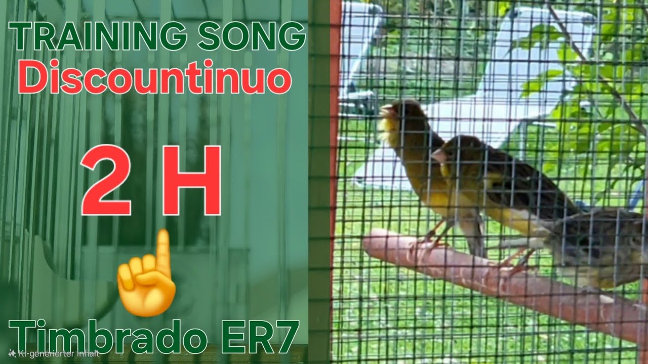 Discountinuo ☝️ - Training Song - 2 h - Timbrado Español