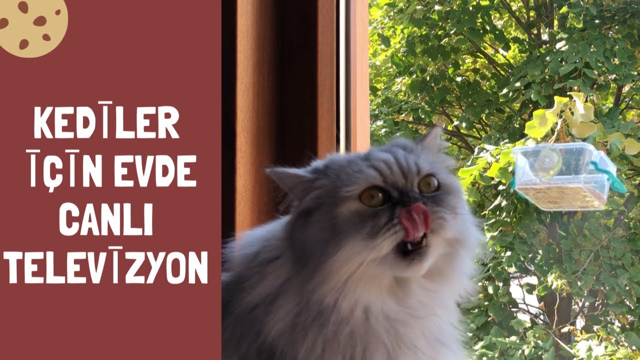 Kediler evde yalnız kaldığında sıkılmasın diye onlara canlı televizyon yapımı
