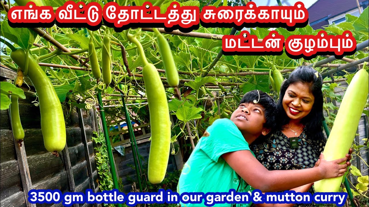 3500 gm தோட்டத்து சுரைக்காயும் மட்டன் குழம்பும்/Mutton curry with our garden bottle guard