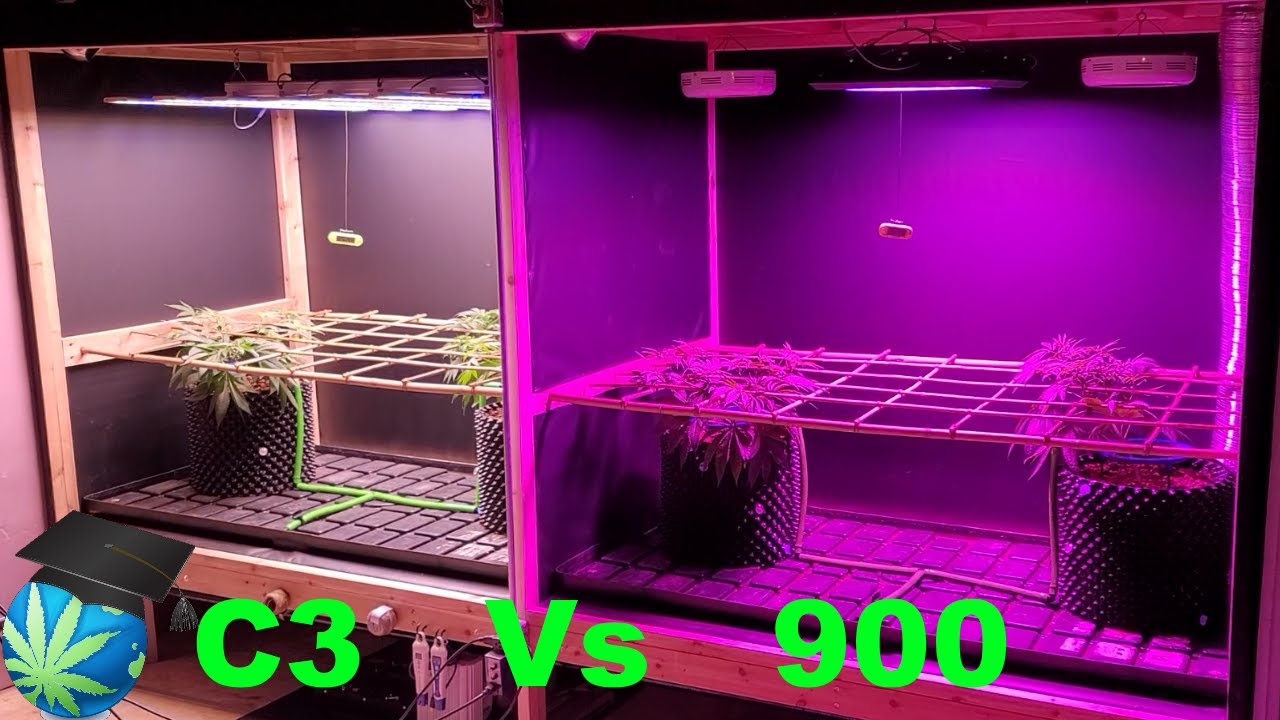 G8 Versus Grow UPDATE - 4.5 Weeks From Germination