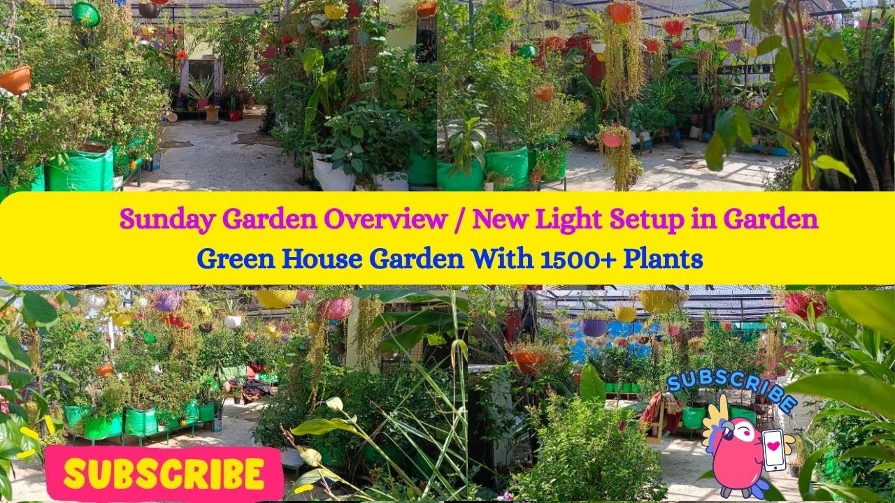 Sunday Terrace Garden Overview | Terrace Garden in Kota | Weekend Garden Tour