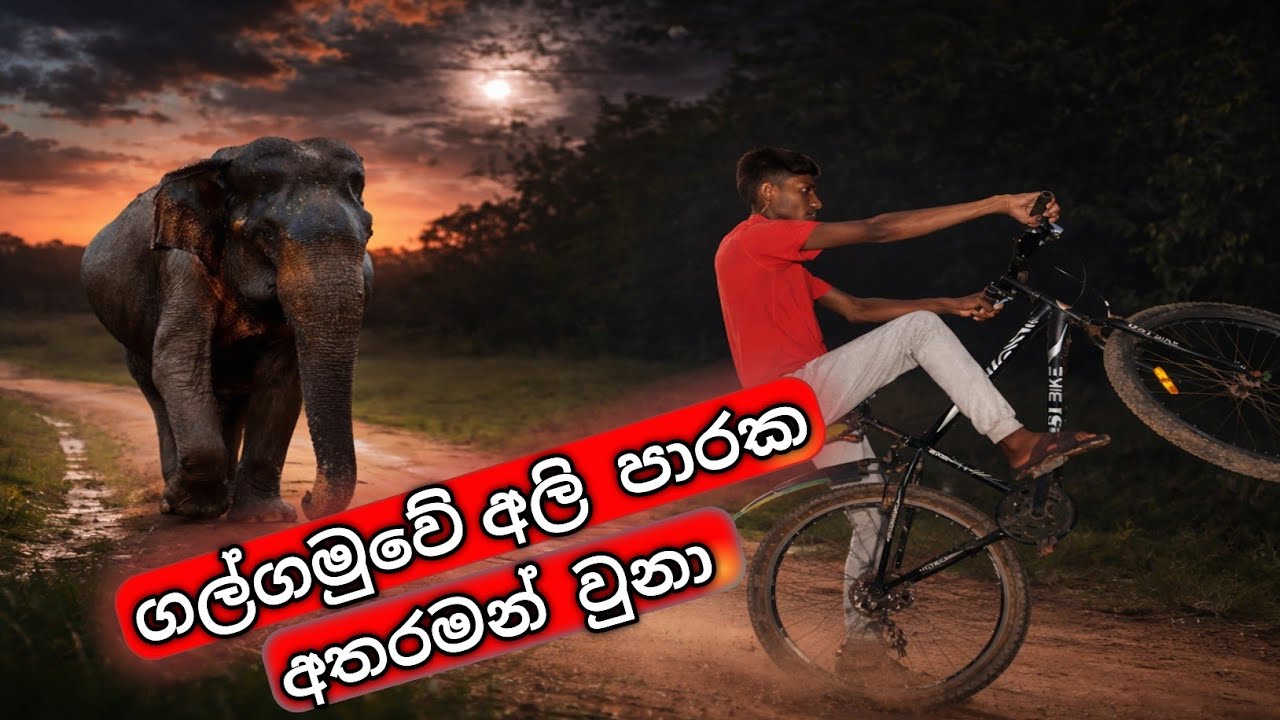 ගල්ගමුවේ අලි පාරක මම අතරමන් වුනා 🐘   i got lost on an elephant trail in Galgamuwa 😮🐘