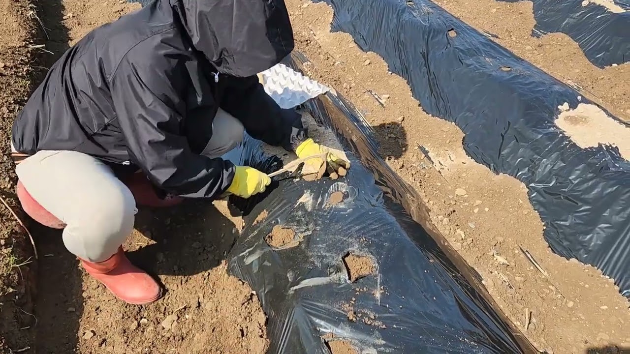 2026년03월01일 주말농장 텃밭농사 감자심기 킹스베리딸기모종 심기 마늘,쪽파,양파 상황