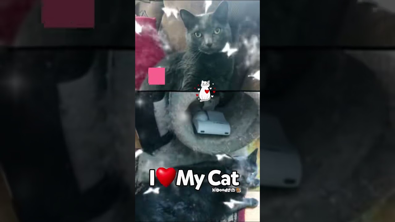 I love my cat 😻 