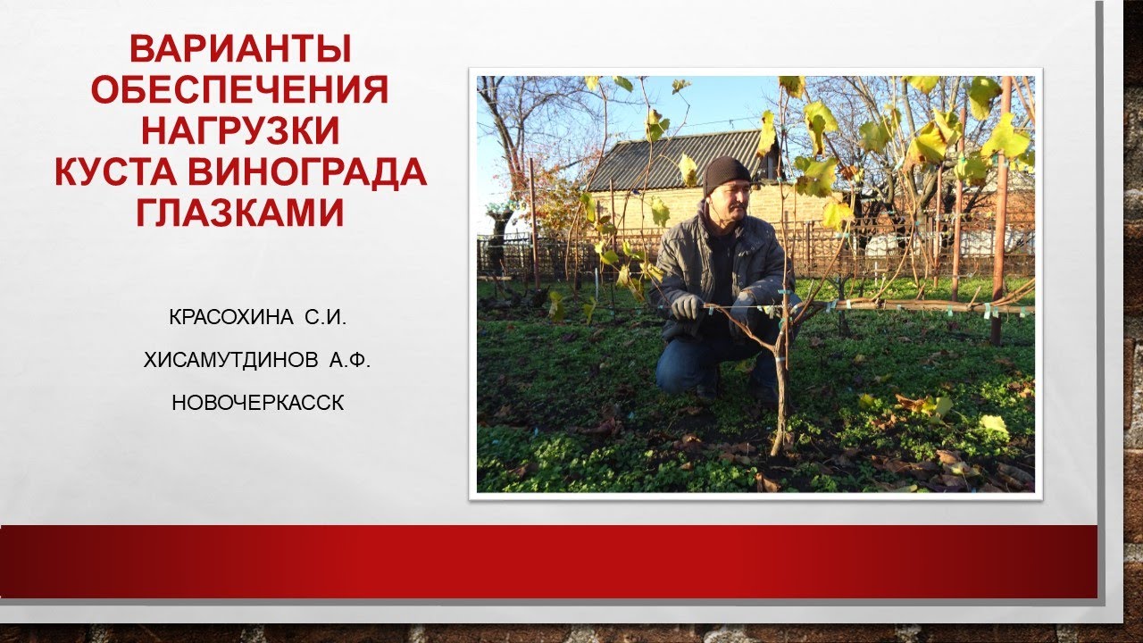 Варианты обеспечения кустов винограда нагрузкой глазками@Светлана Красохина
