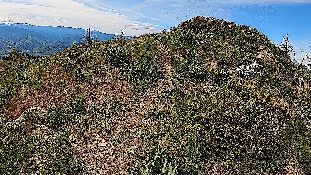 Tibbetts Mountain Summit 4119 feet /  Wildflower Bonus