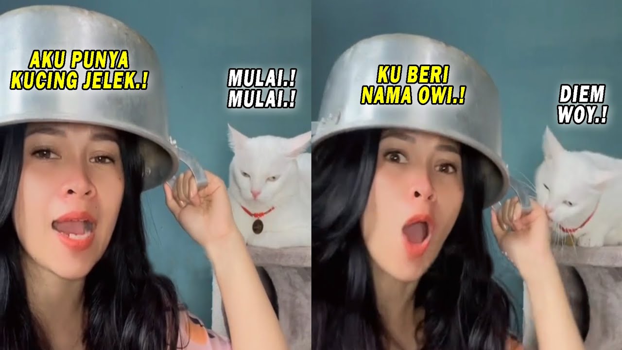 Semakin Galak Semakin Gemesin! Kucing Owi Ini Selalu Marah Ketika Dibilang Jelek Sama Majikannya
