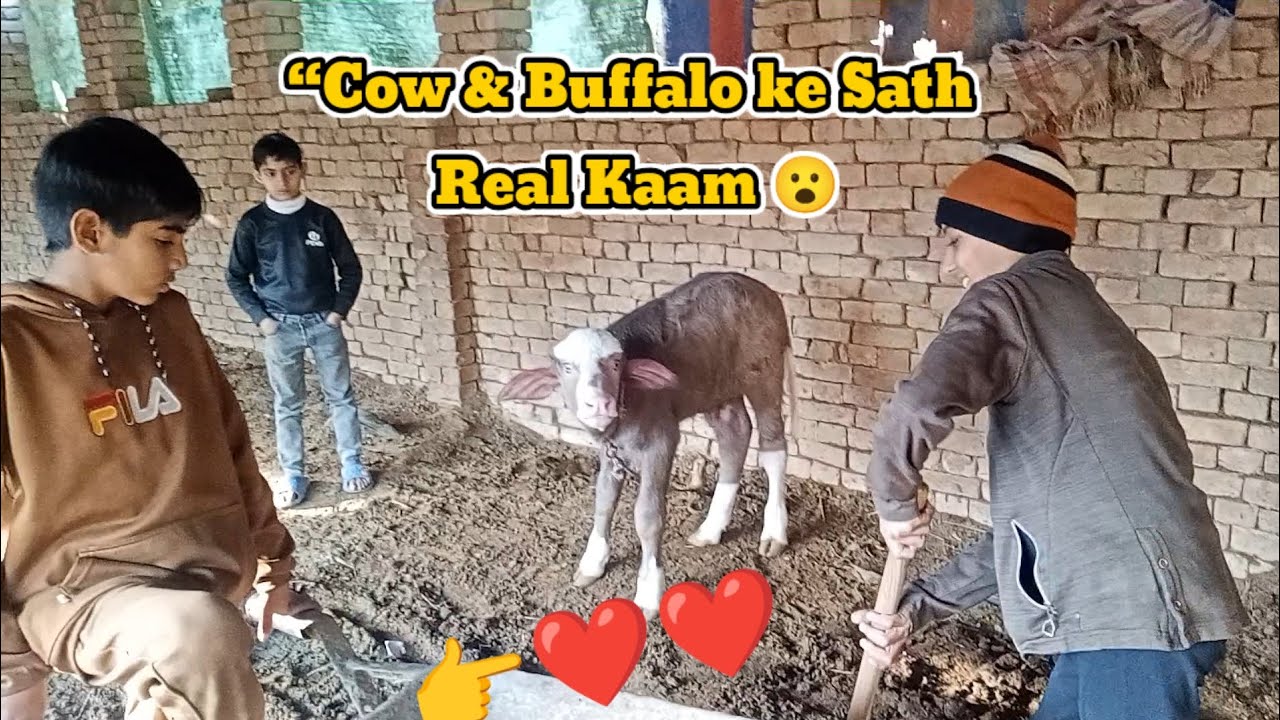 “Cow & Buffalo ke Sath Real Kaam 😮 village Life farmers 
