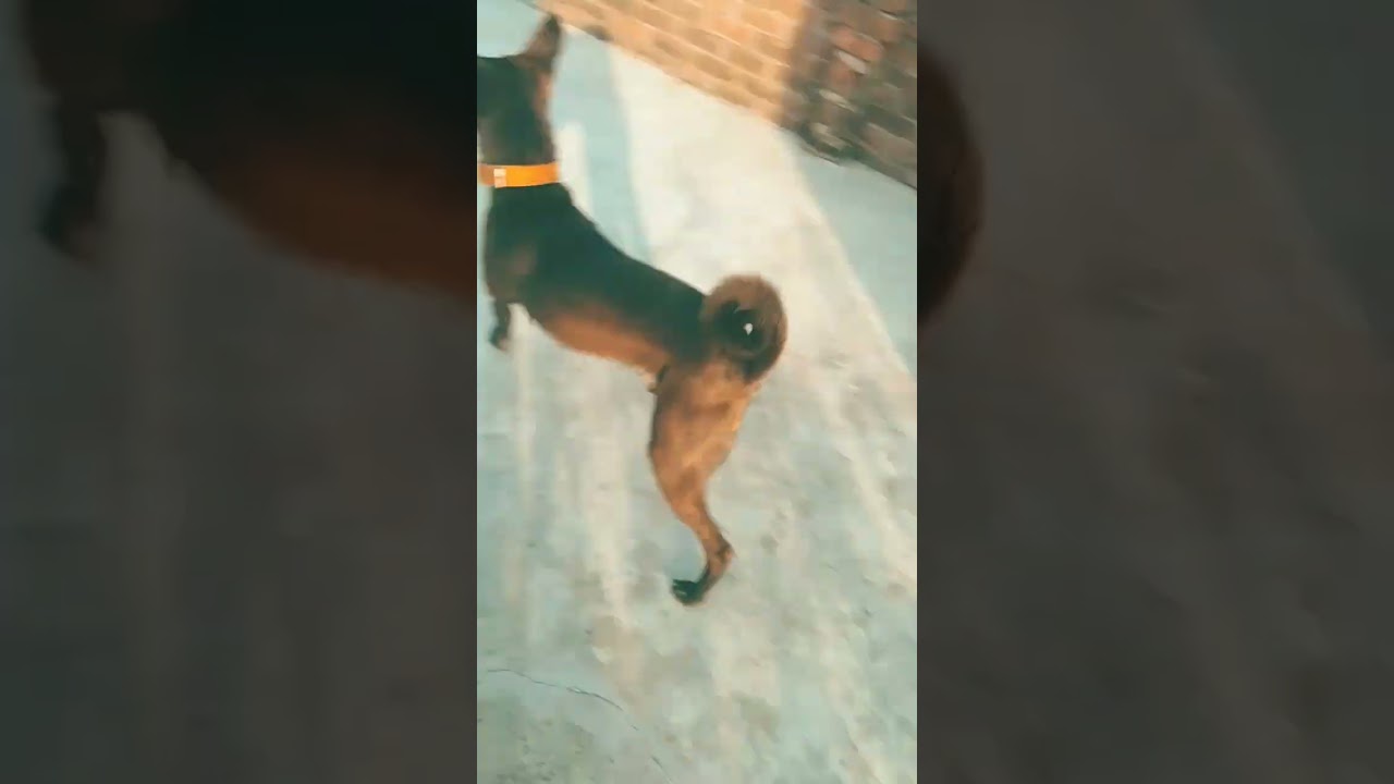 My cute dog Pillu video's #viral #post #dog #cute #pillu#puppy #shots_video #ytshort #doglover