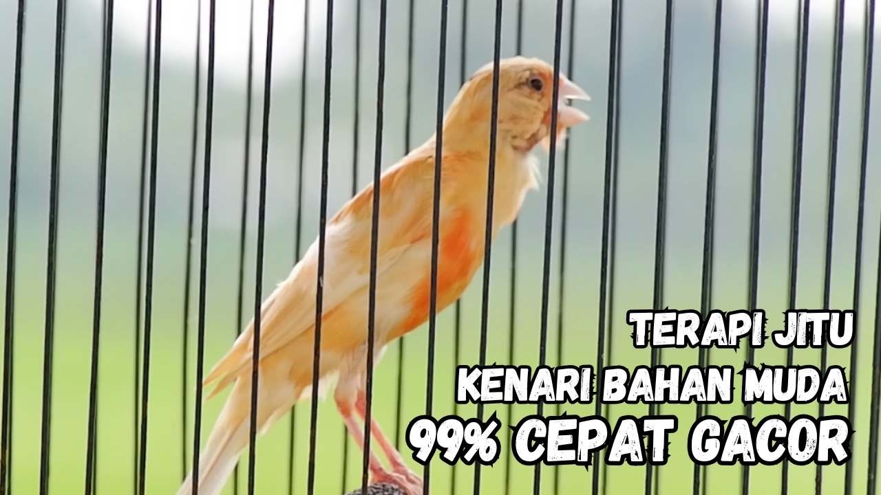 Kenari Gacor Panjang, Pancingan Kenari Paud Belajar Bunyi, Terapi Ampuh Kenari Macet