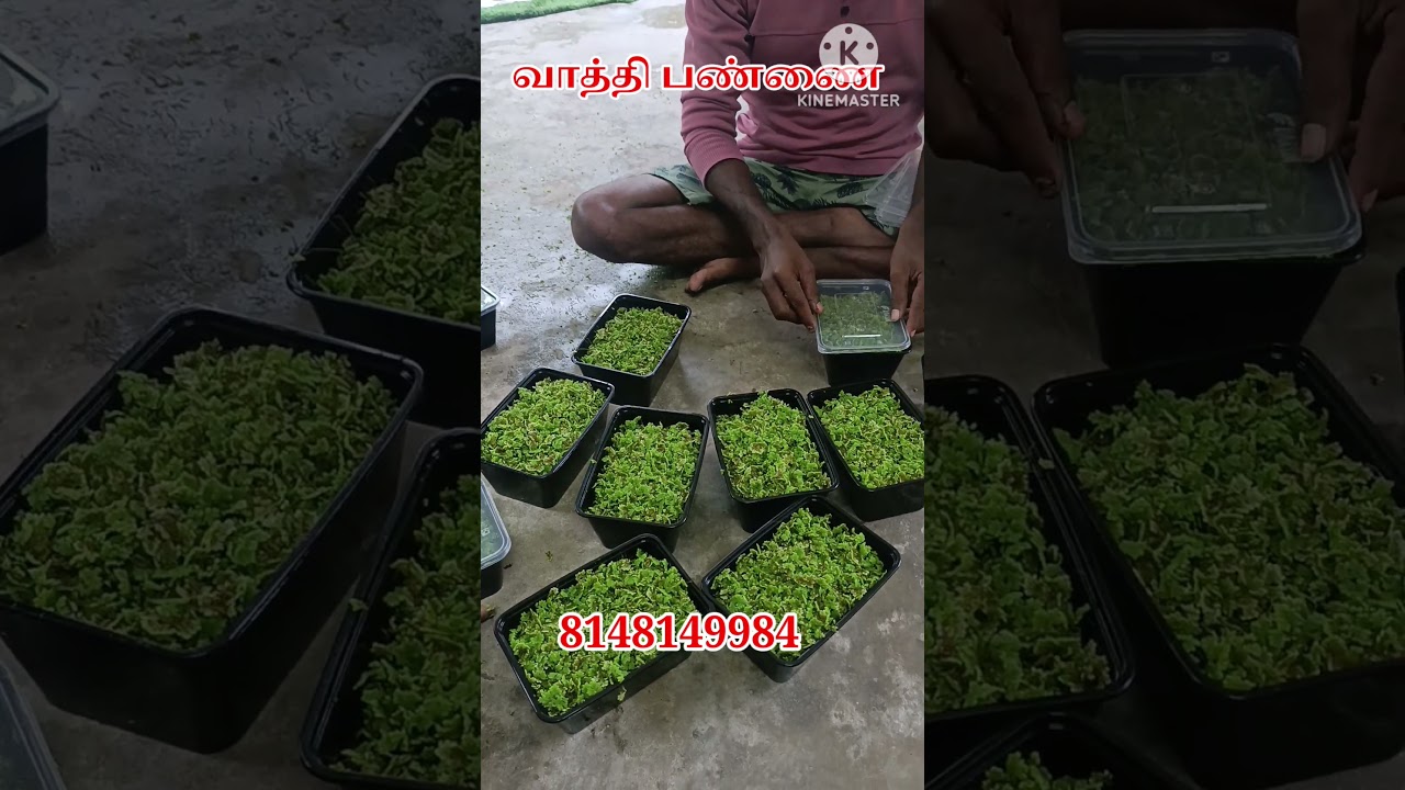 Asola |Azolla | Seeds | அசோலா விதை