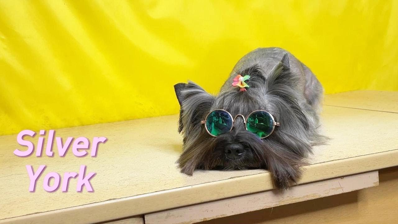 Stylish Yorkshire Terrier in Silver | Стильний Йоркширський тер'єр Сріблястого кольору