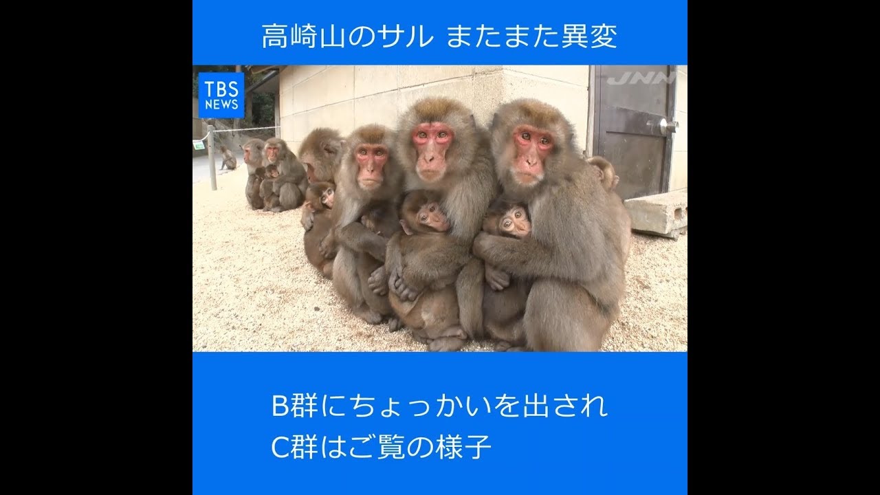 【Ｎスタ545】高崎山のサル またまた異変